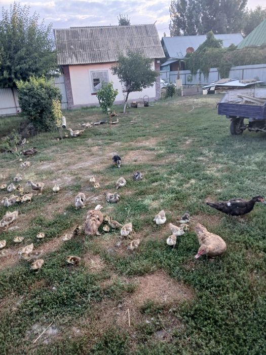 Продаётся Индоутки