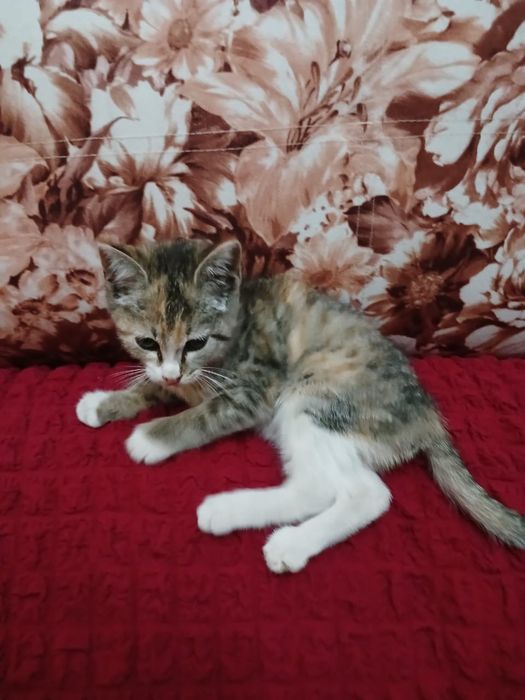 Котенок девочка в добрые руки.
