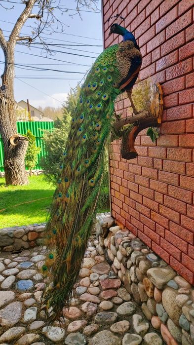 Продам  павлина.