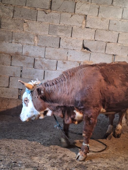 Еркектердің оргазмы клиптері