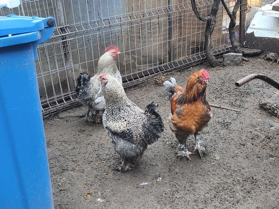 Vând găini de curte