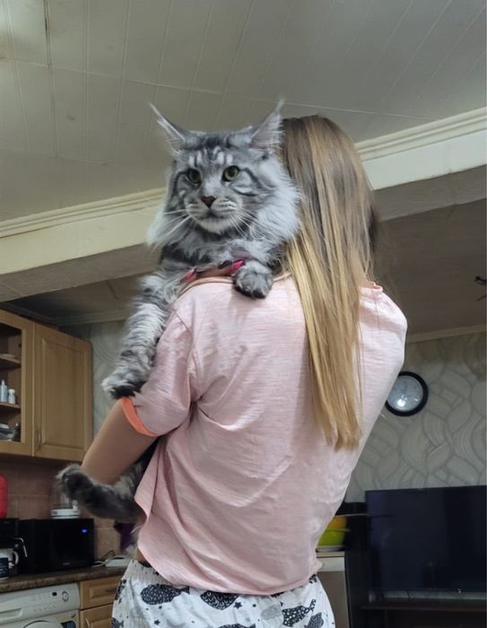 Котенок девочка Мейн-кун