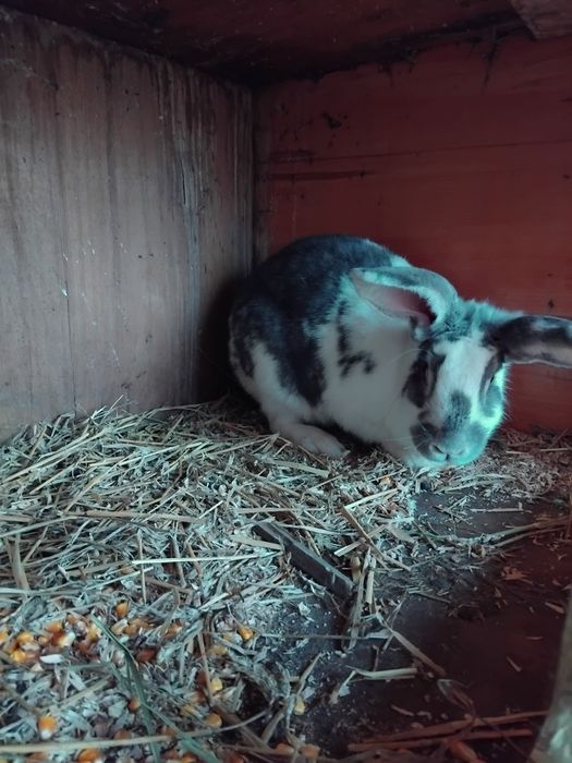 Iepuri uriaș german