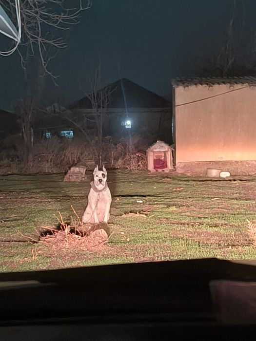 Питбуль Стаффорт