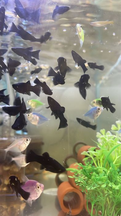 Продаются рыбки разные