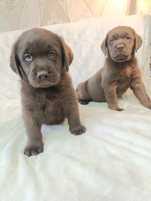 Породные 2 мальчишки лабрадора ретривера
