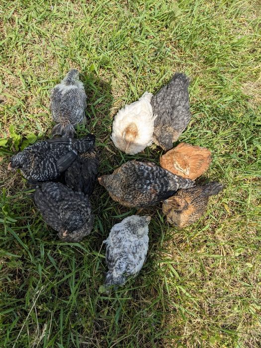 Vand puicute , gaini, pui de carne, rasa mixta