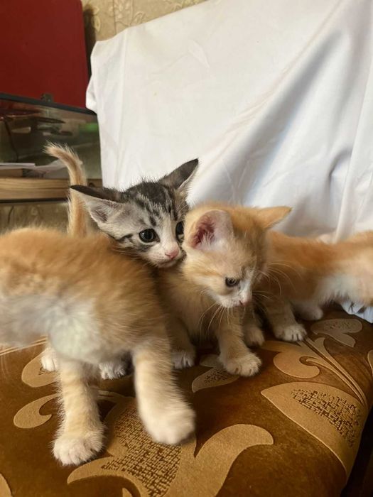 Очаровательные котята