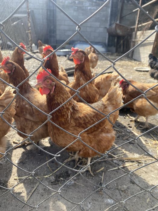 Куры несушки Ломан браун