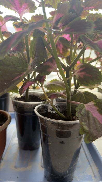 Цветы Колеус.