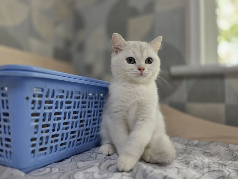 Продаются котята