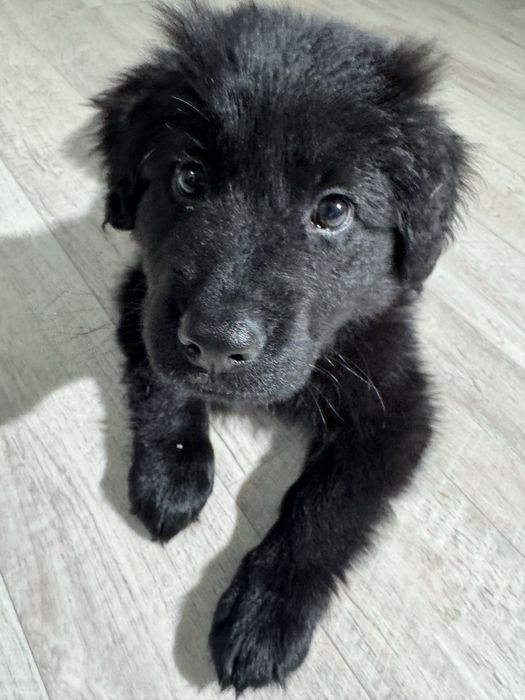 Срочно,отдам малышку в добрые руки