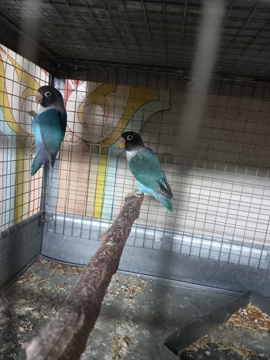 Маска попугаи птицы