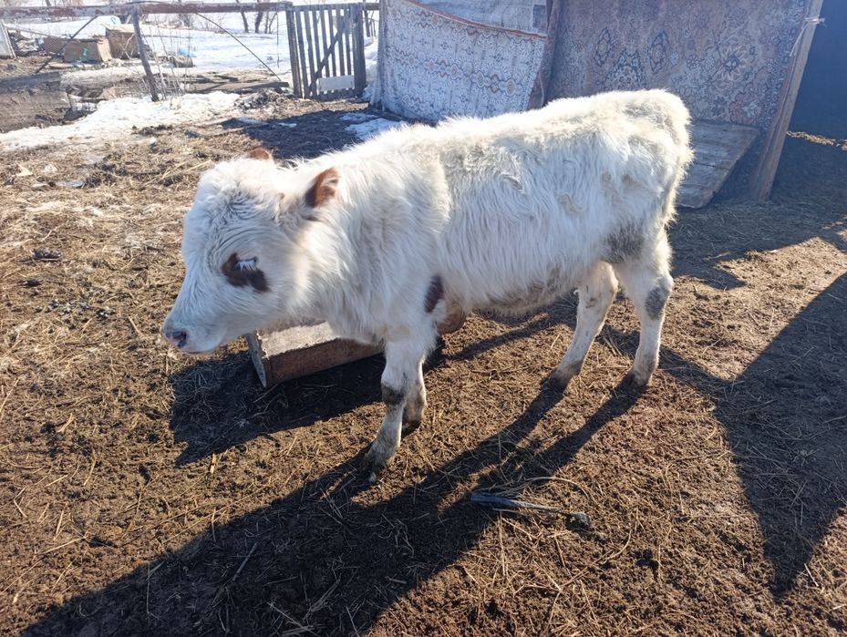 Бычок 10 месяцев