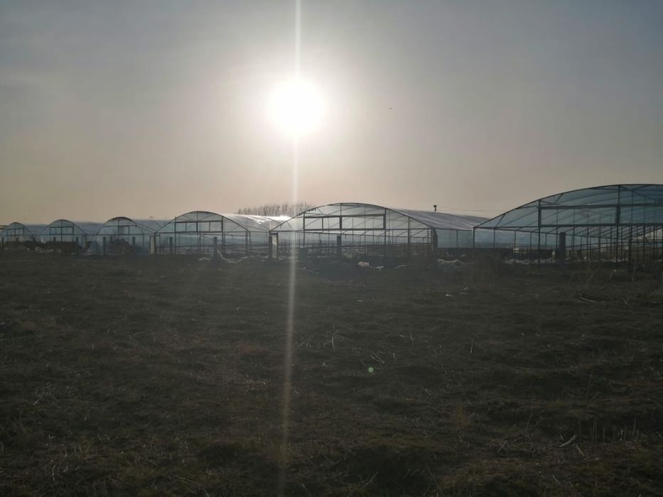 Сдаю в аренду 9 теплиц