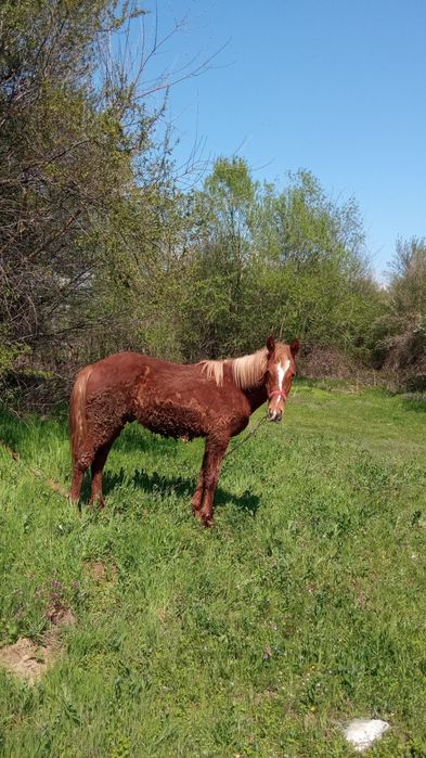 De vânzare mânz corcitura de semigreu