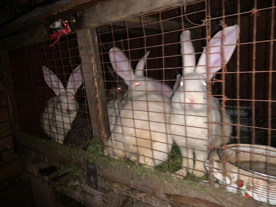 Кролики крольчат