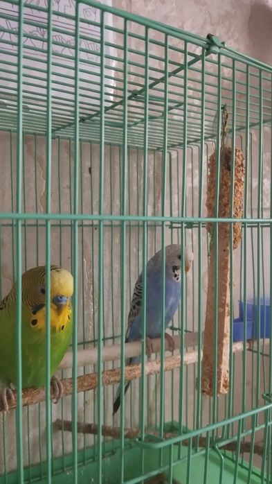 Попугаи, парочка