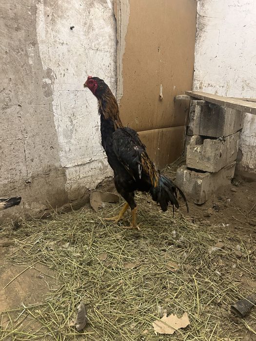 Инкубационный яйцо