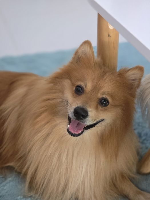 Petsitter dedicat – atenție, grijă și poze în timp real