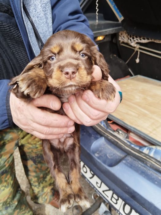Продаётся очаровательный щенок кокер-спаниеля