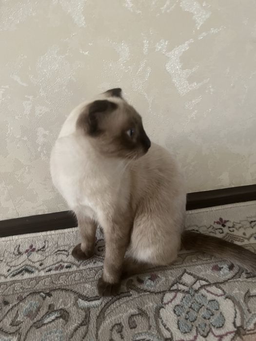 Продается кошка сиамская
