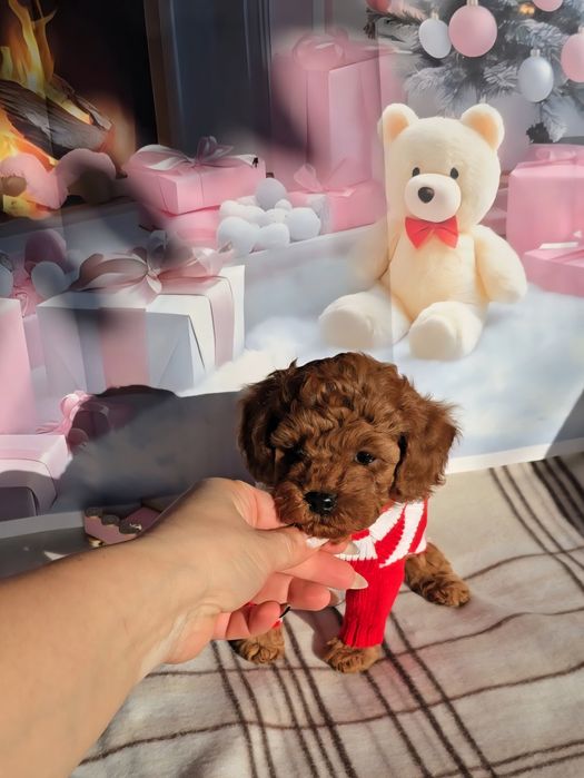 !РЕЗЕРВИРАНО!Пудел мини с родословие - 5 поколения назад