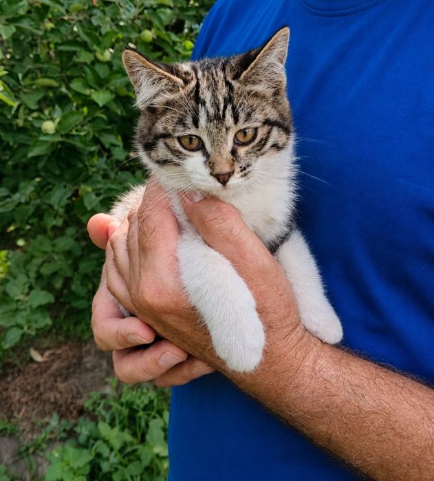 Кошечка ищет дом