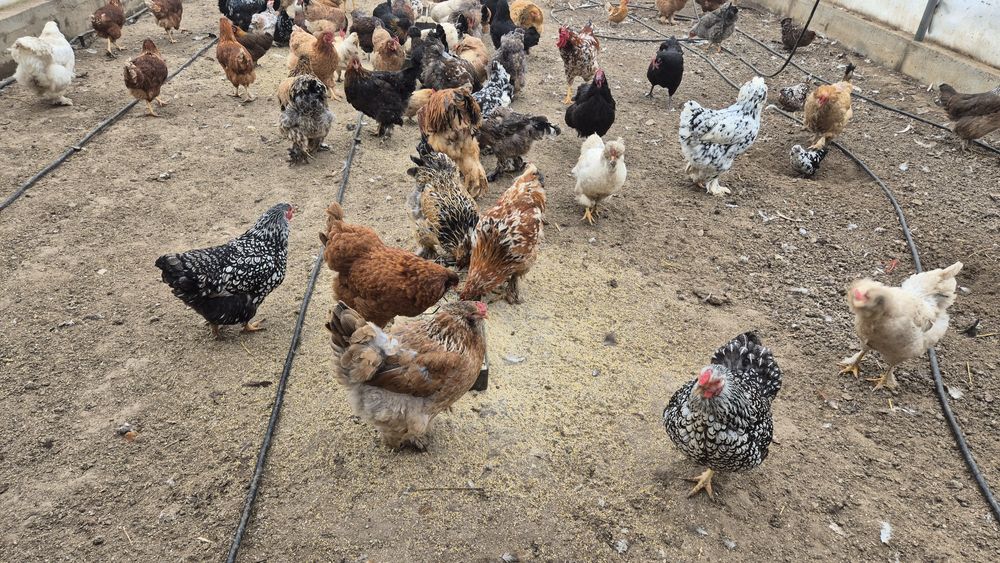 Oua de incubat de la aceste găini