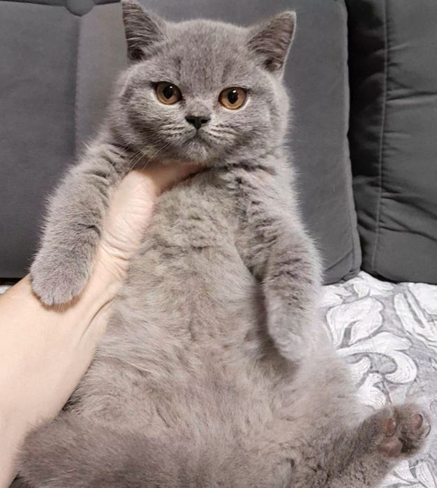 Продается чистокровная Британка