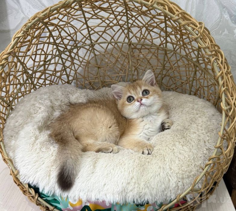 Продаётся чистокровный британский котёнок золотая шиншилла