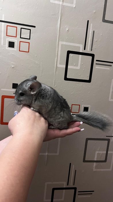 Продаются шиншиллы