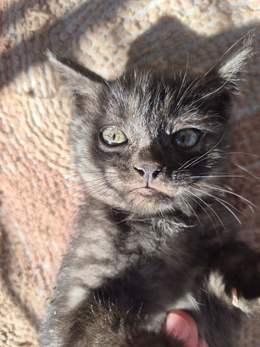 Котята бесплатно милые котики