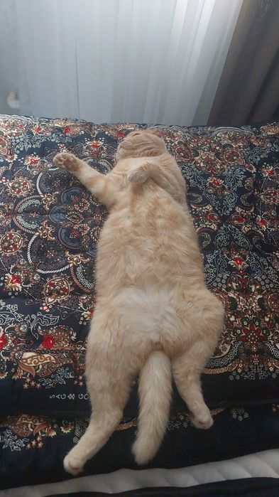 Mushuk skottish fold