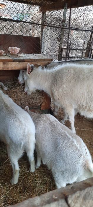 Зааненские козы