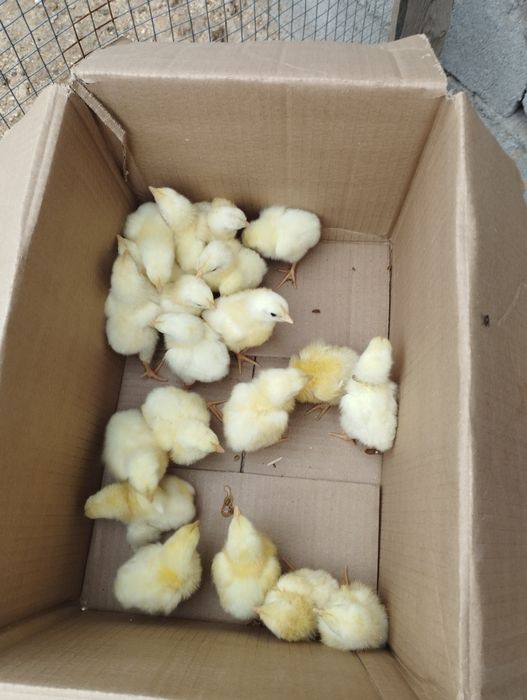 Продажа бройлеры