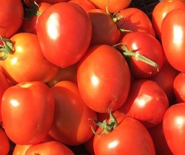 Продавам домати на едро (консерва)