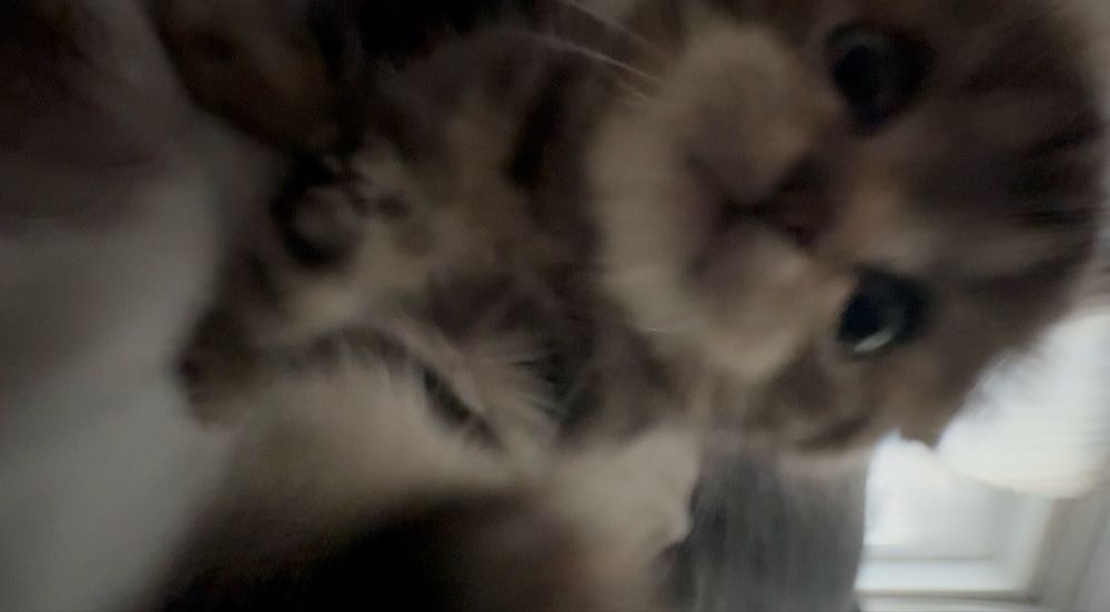 Вислоухий шотландский котенок