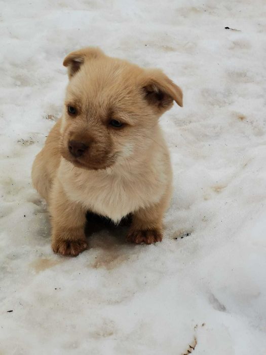 Donez cățeluși pentru vremuri bolojenești - model austeritate 2026