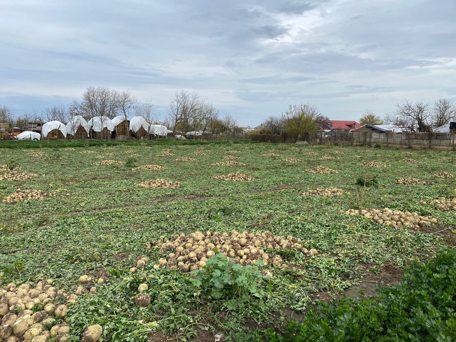 Țelină de vânzare de căpățână