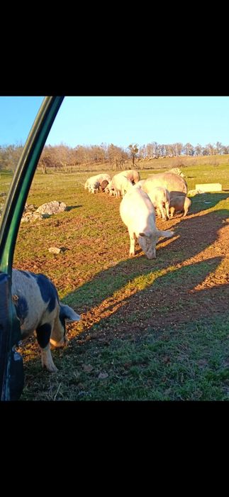 Продавам прасета от 20кг до 140кг който желае може дами пише