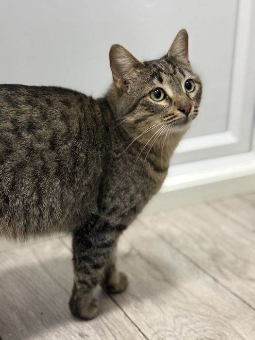 Отдам в хорошие руки