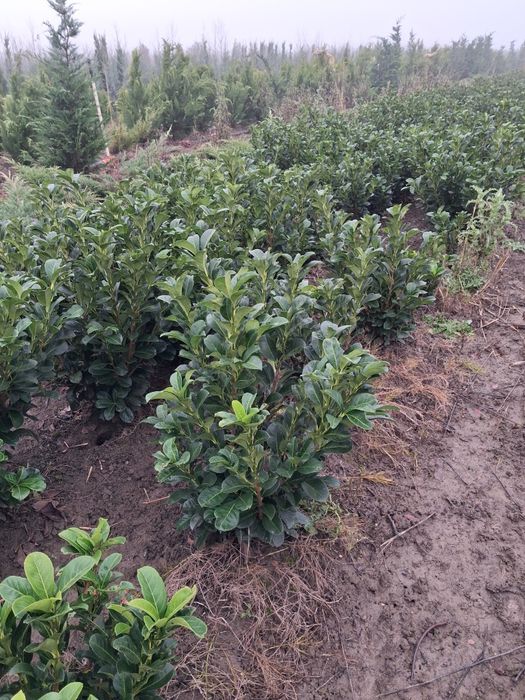 Platani mesteacăn tei catalpa