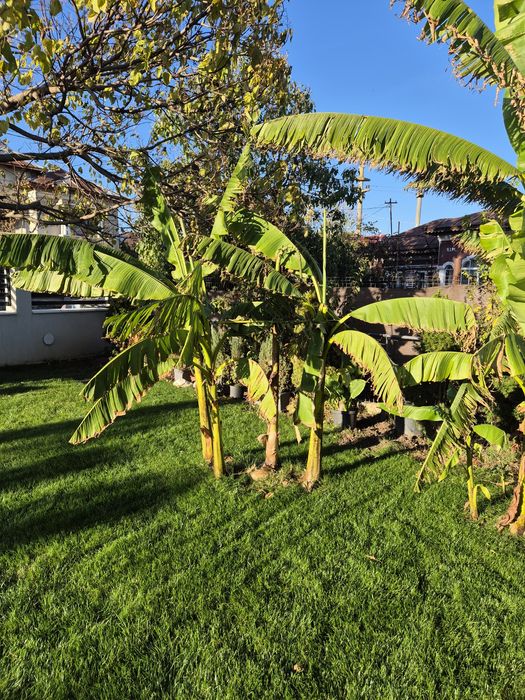 Bananieri musa basjoo