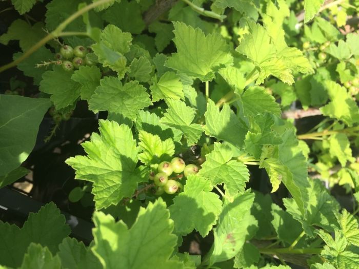 касис/червено френско грозде/ разсад