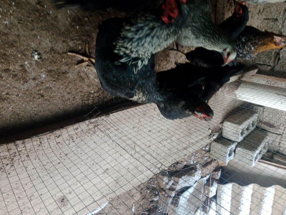 Horoz Dakan Qora shahzoda Brama  horozla