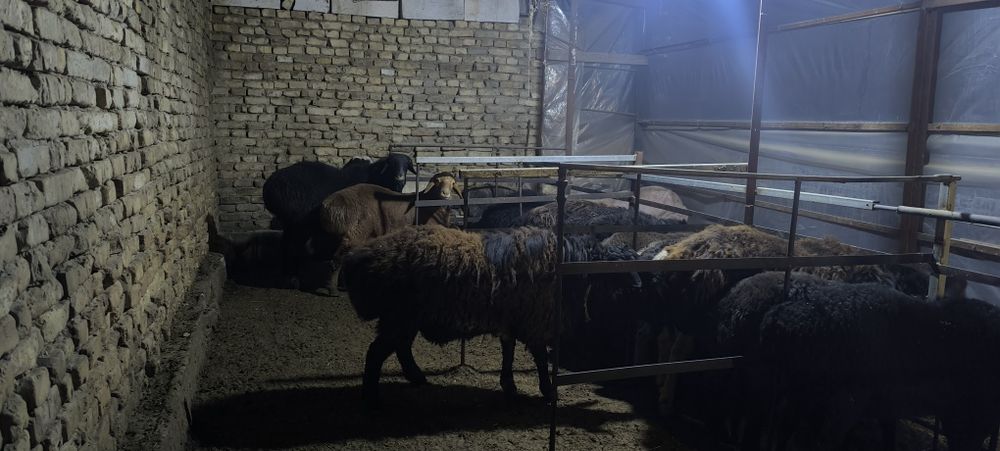 Кучкор, куйлар сотилади