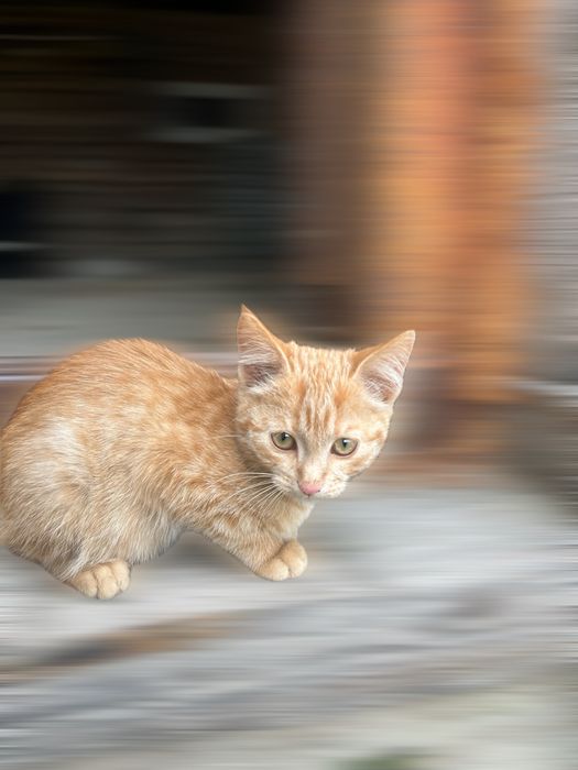 Котята,4 месяца,мальчики
