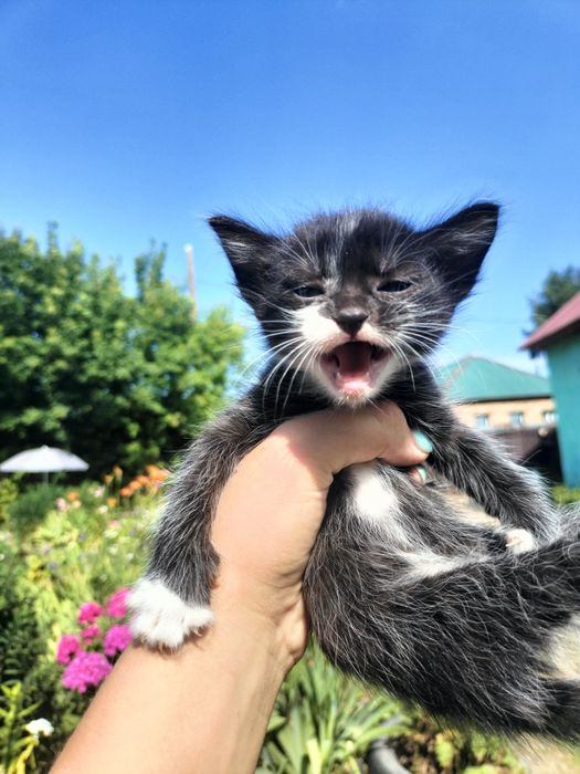 Отдам котят срочно в добрые руки