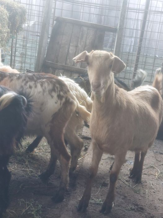 Capre anglo nubiene metis